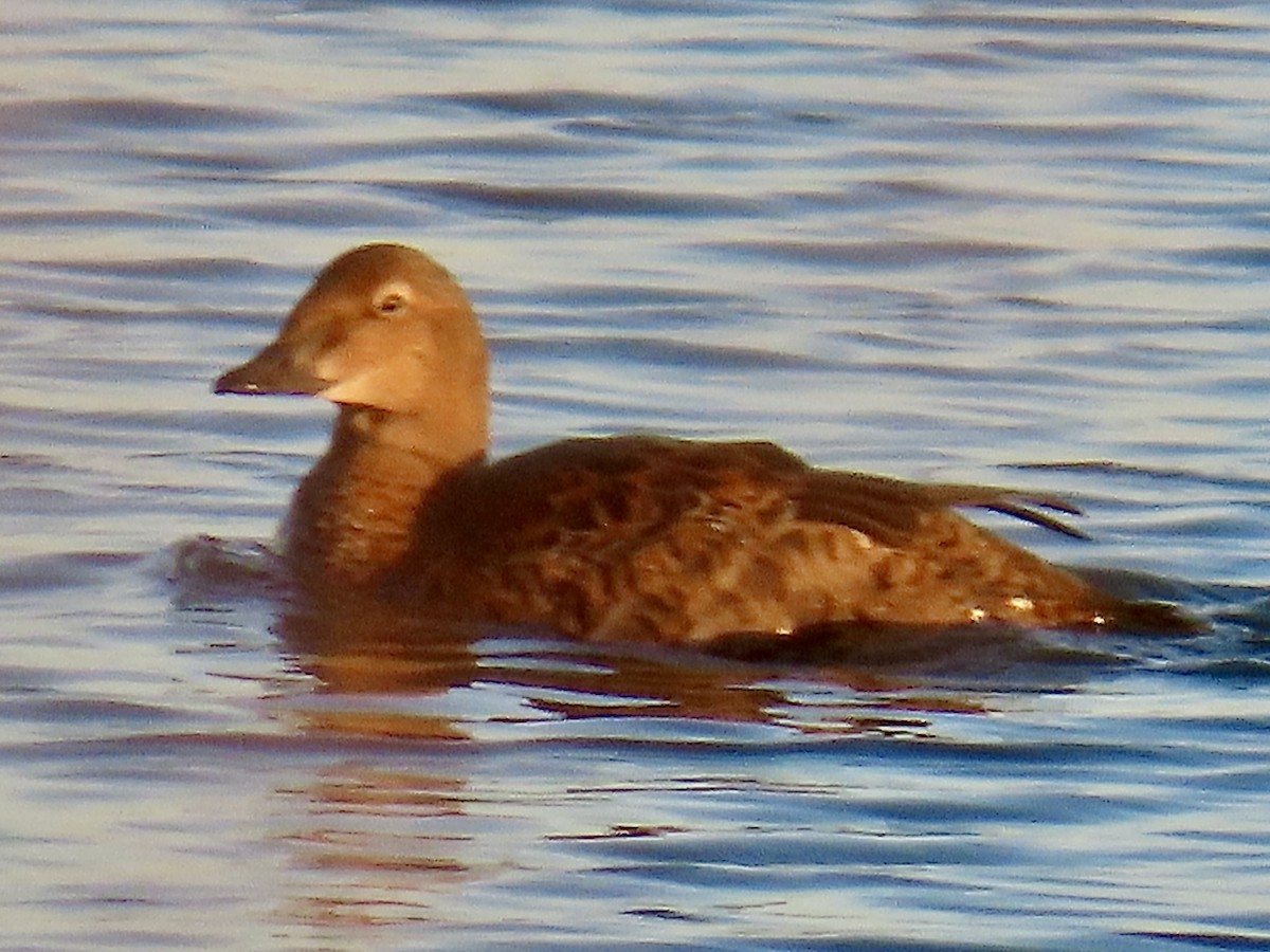 Гага-гребенушка - ML645128394