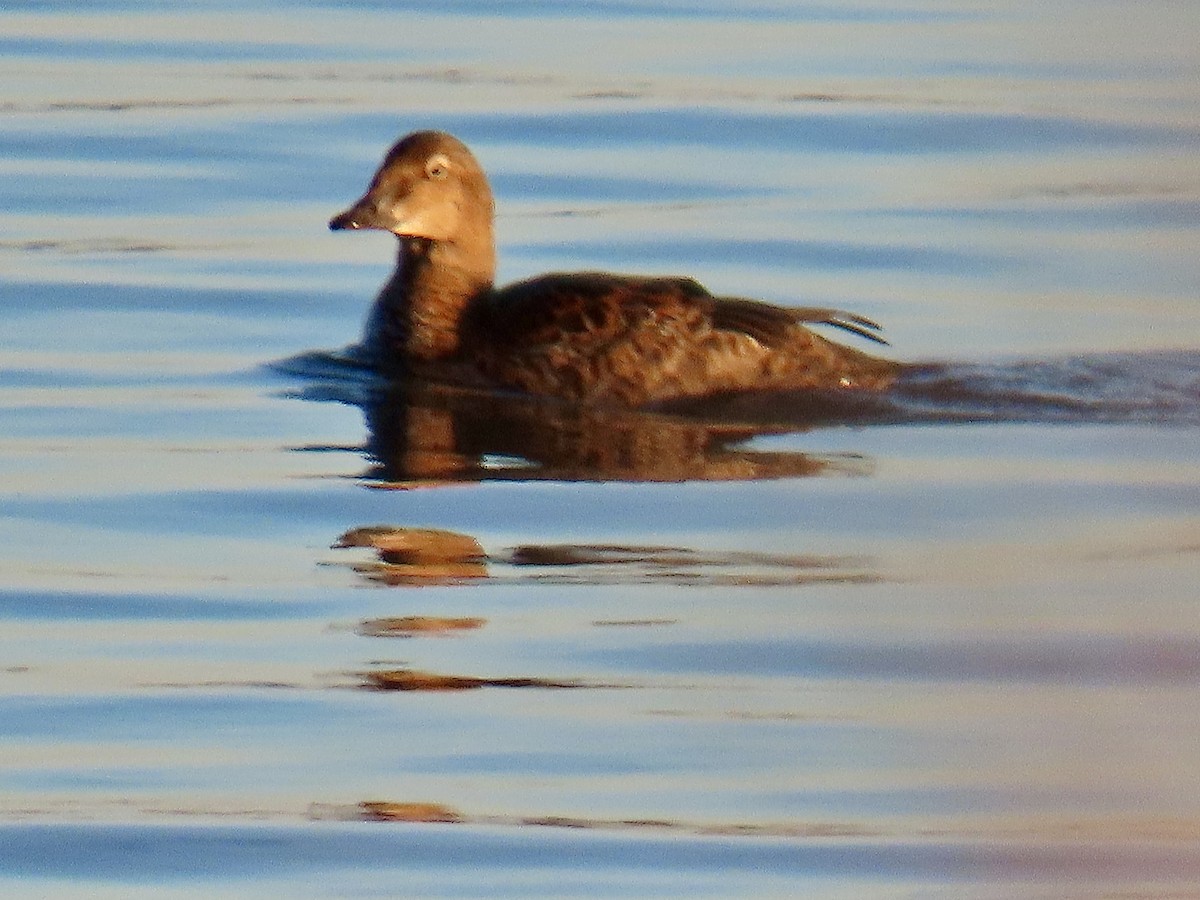 Гага-гребенушка - ML645128395