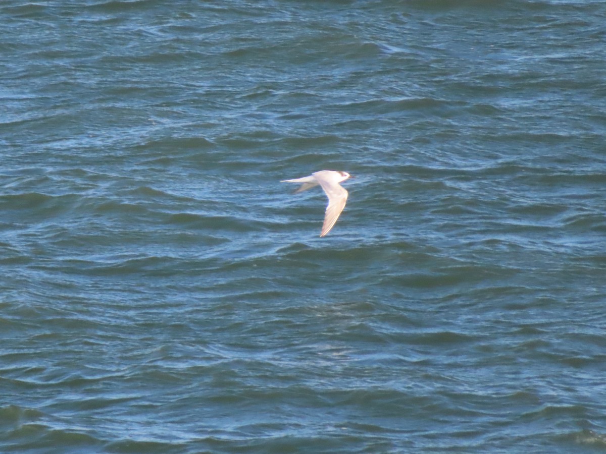 Южноамериканская крачка - ML645128397