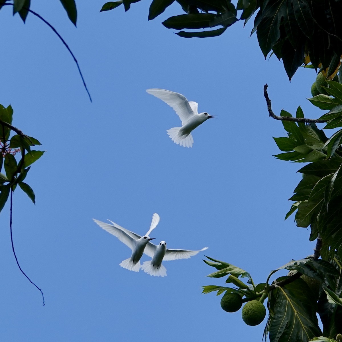 Little White-Tern - ML645128398