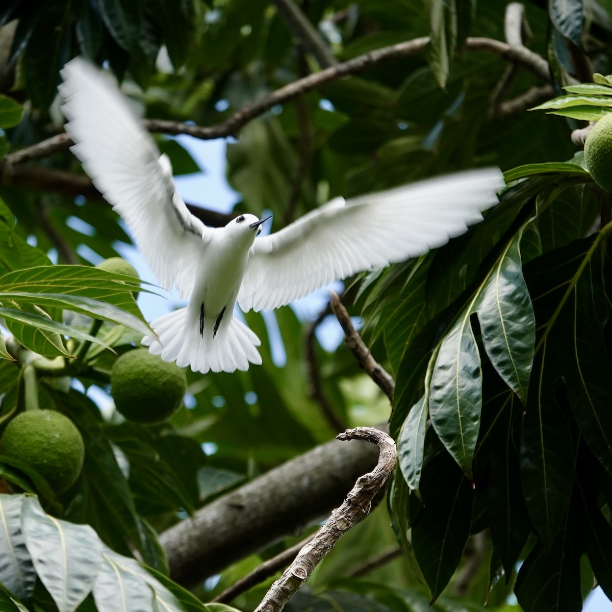 Little White-Tern - ML645128399