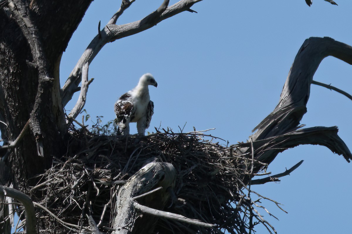 Клинохвостый орёл - ML645128400