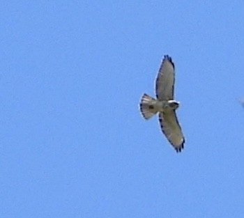 Ширококрылый канюк - ML645128404