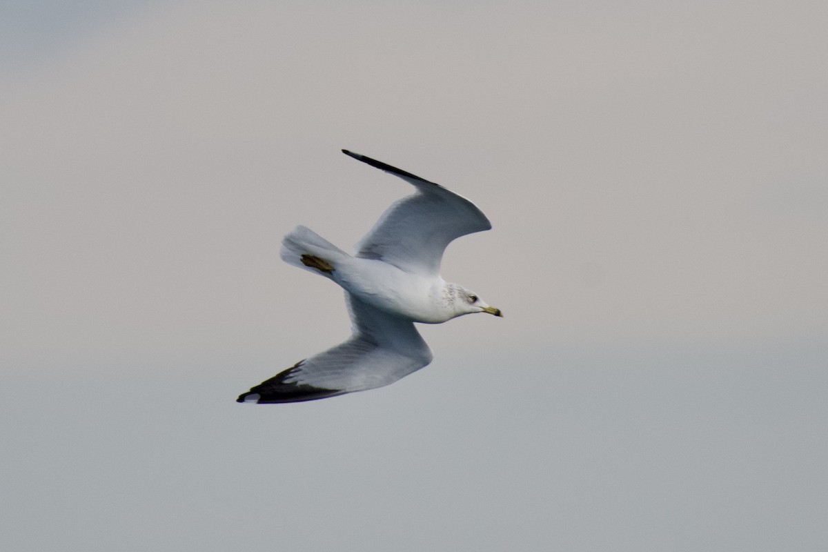 Делавэрская чайка - ML645128409