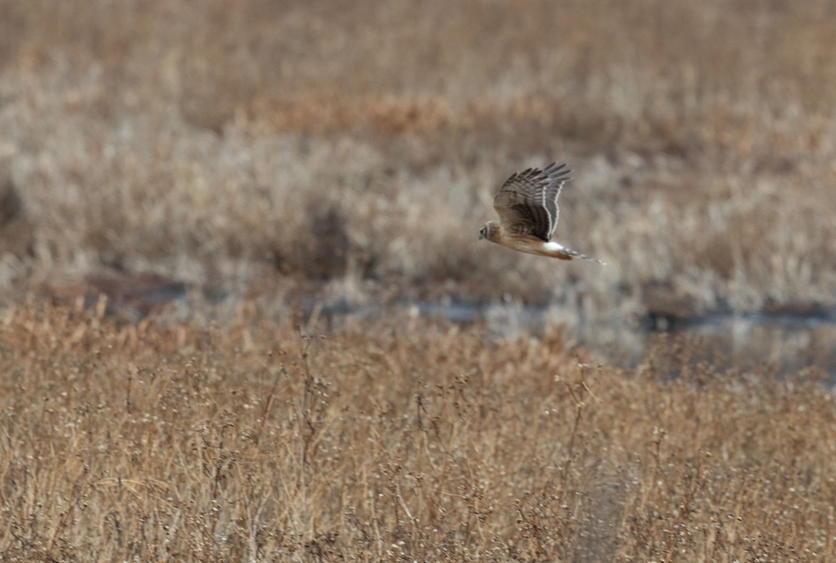 Американский лунь - ML645128410
