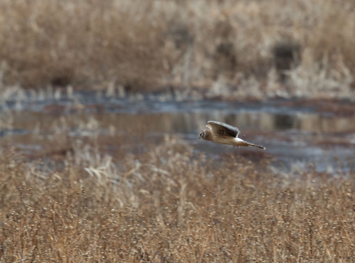 Американский лунь - ML645128411