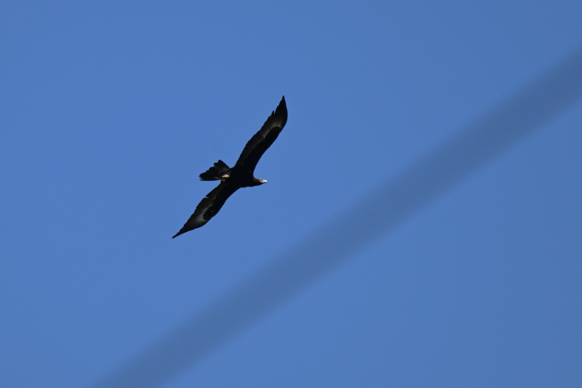 Клинохвостый орёл - ML645128412