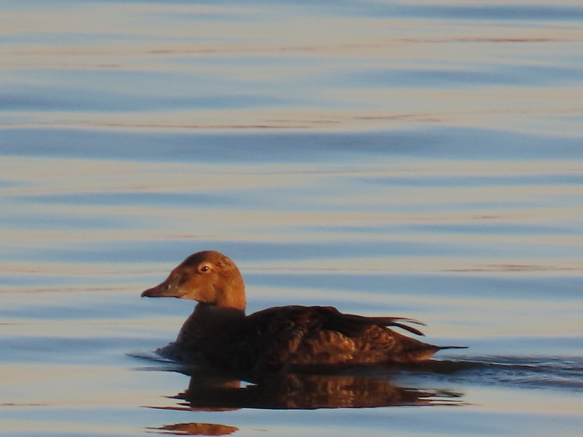 Гага-гребенушка - ML645128413