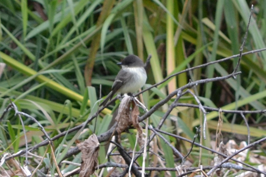 Светлобрюхий фиби - ML645128414