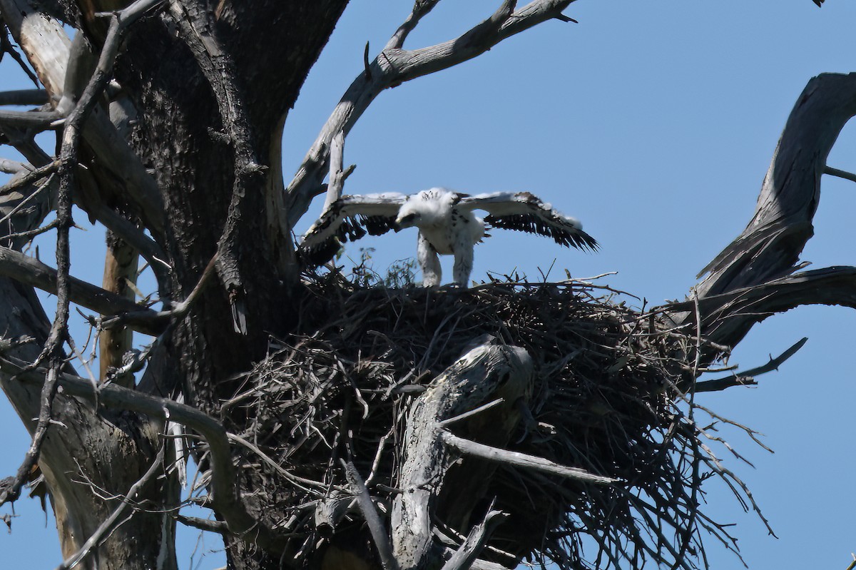 Клинохвостый орёл - ML645128415