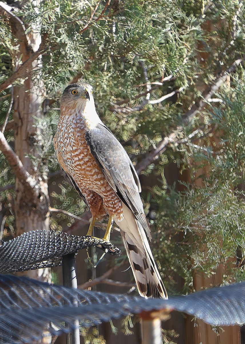 Куперов ястреб - ML645128416