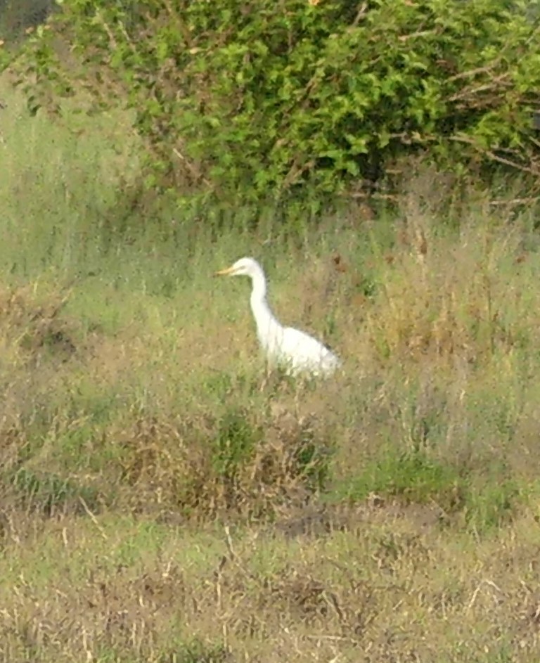 Plumed Egret - ML645128417