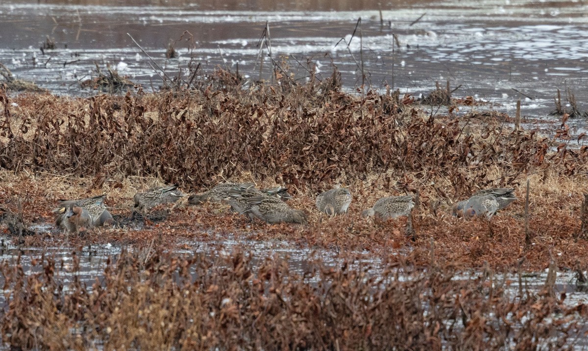 Чирок-свистунок - ML645128419