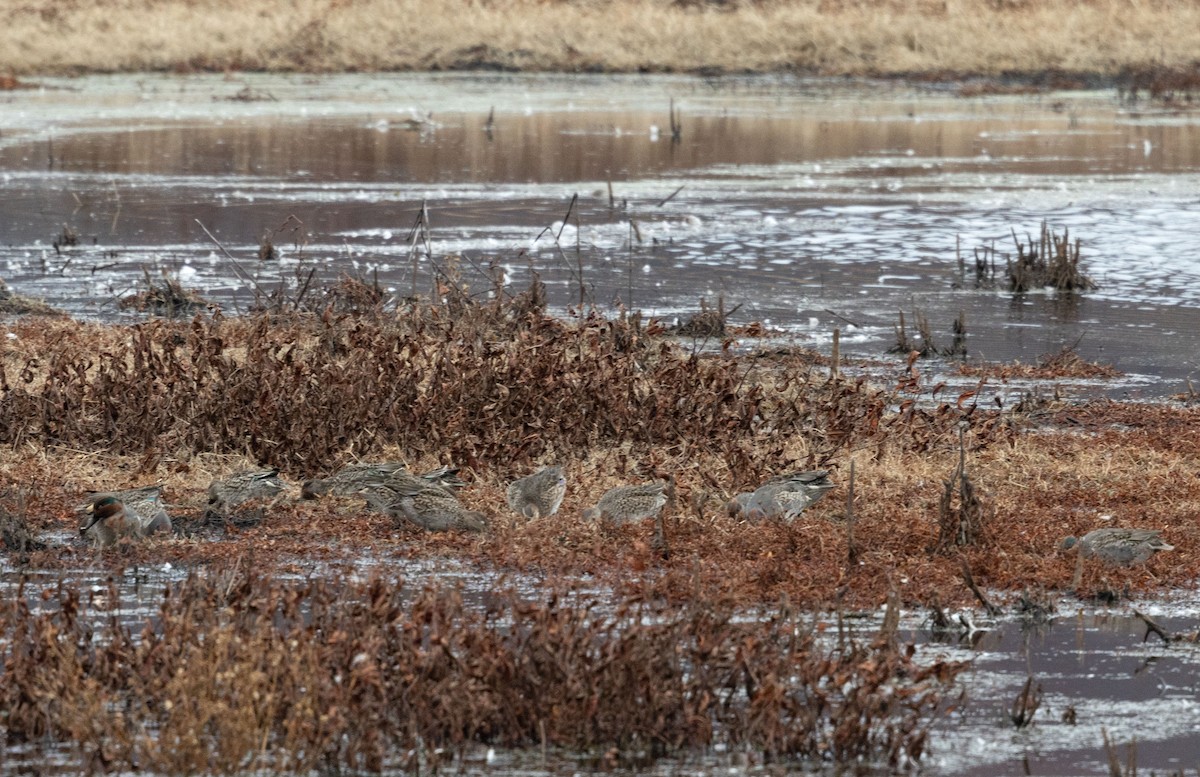 Чирок-свистунок - ML645128420