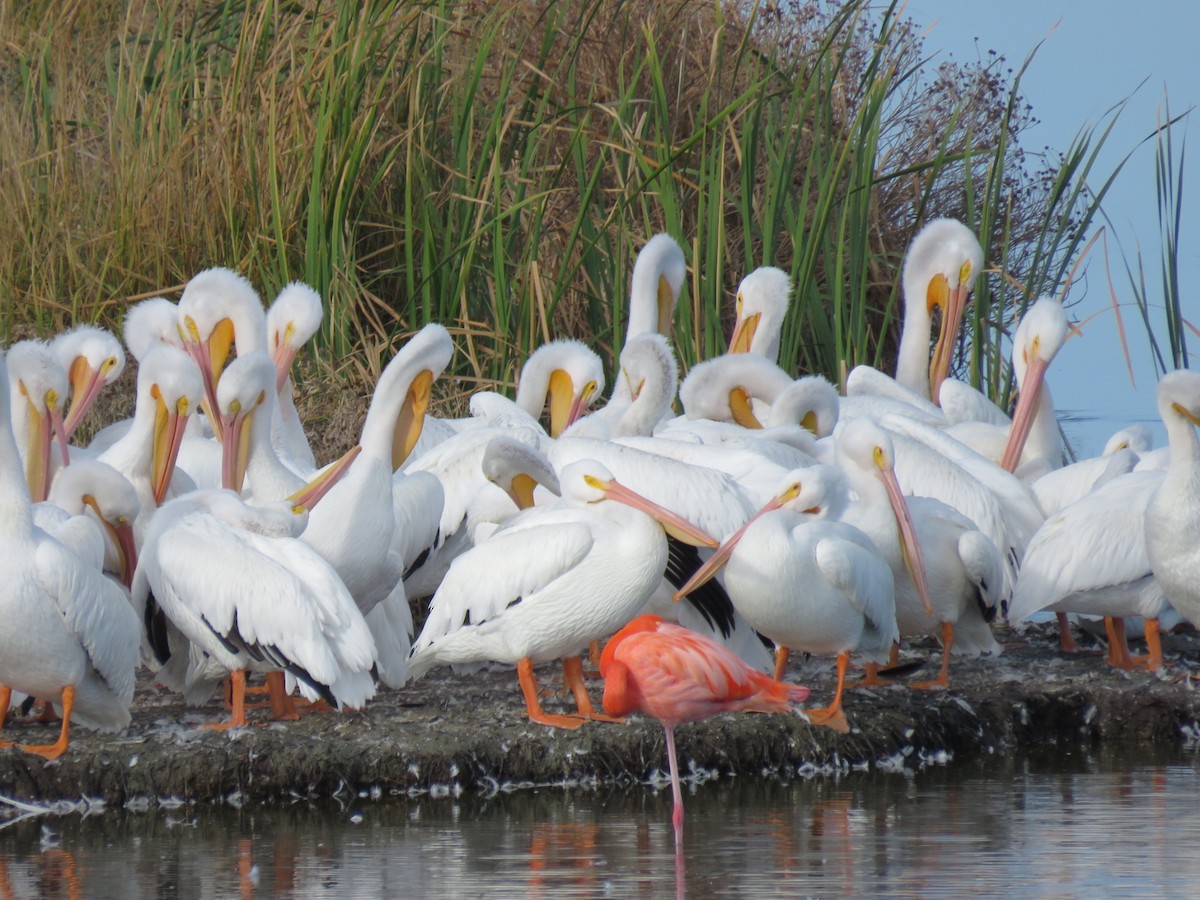 Пеликан-носорог - ML645128421