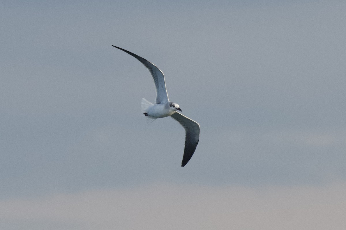 Ацтекская чайка - ML645128422