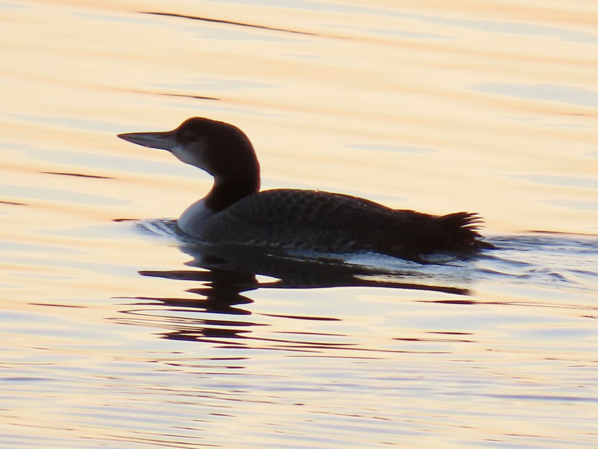 Черноклювая гагара - ML645128423