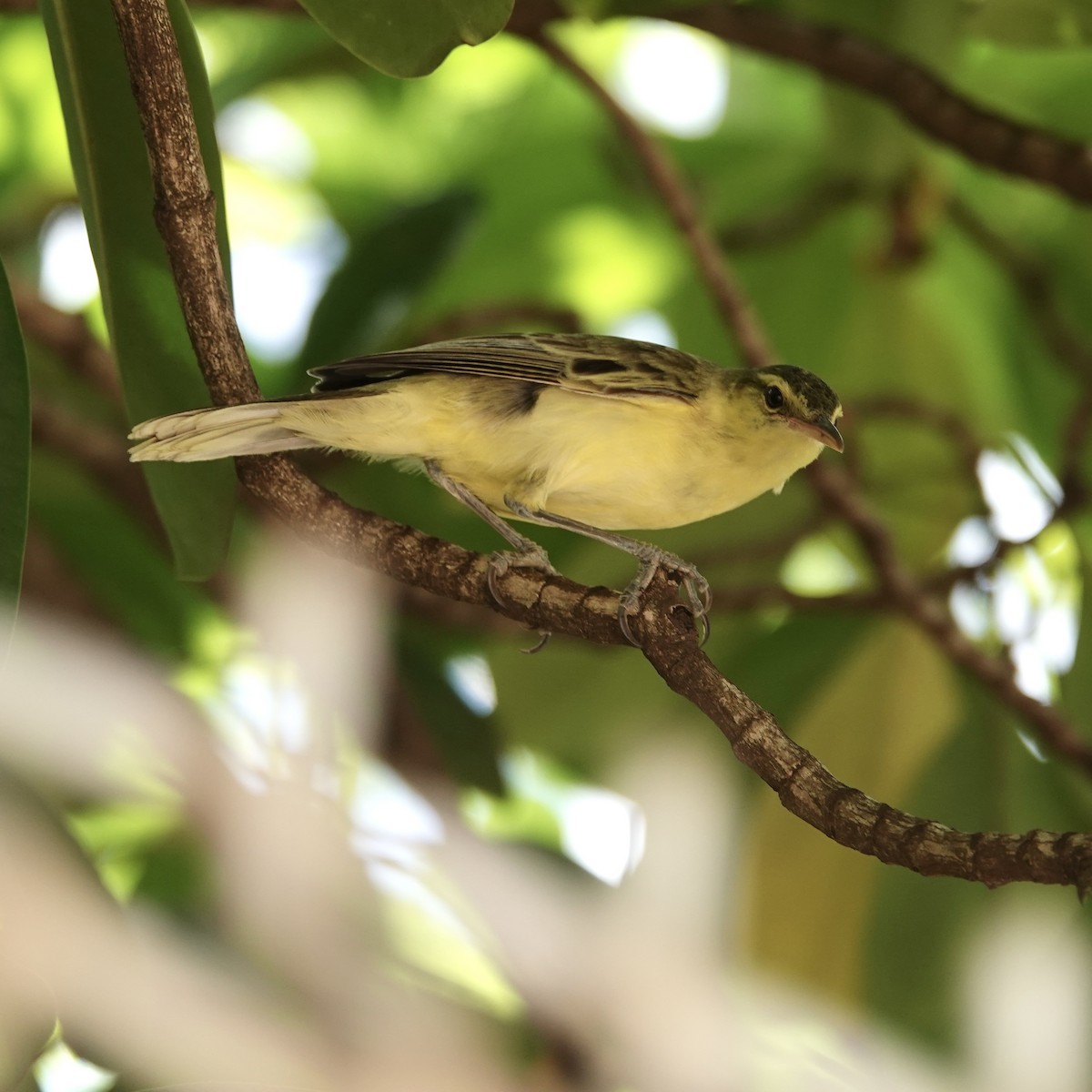 Northern Marquesan Reed Warbler - ML645128426