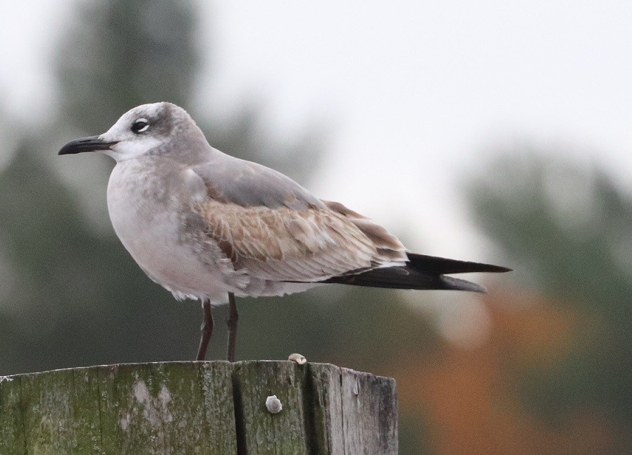 ワライカモメ - ML645128439