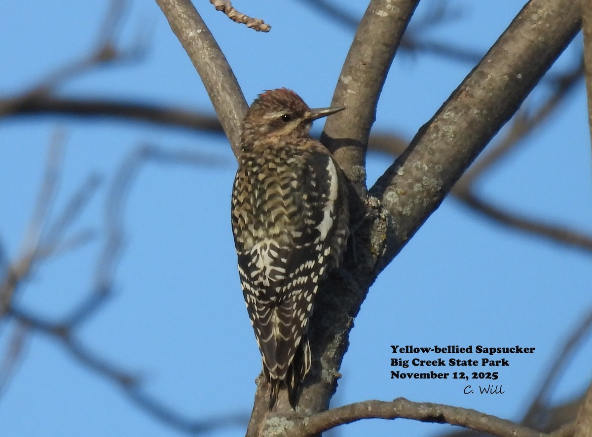 Yellow-bellied Sapsucker - ML645128442