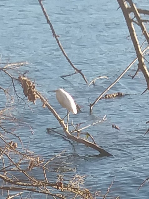 Schmuckreiher - ML645128446