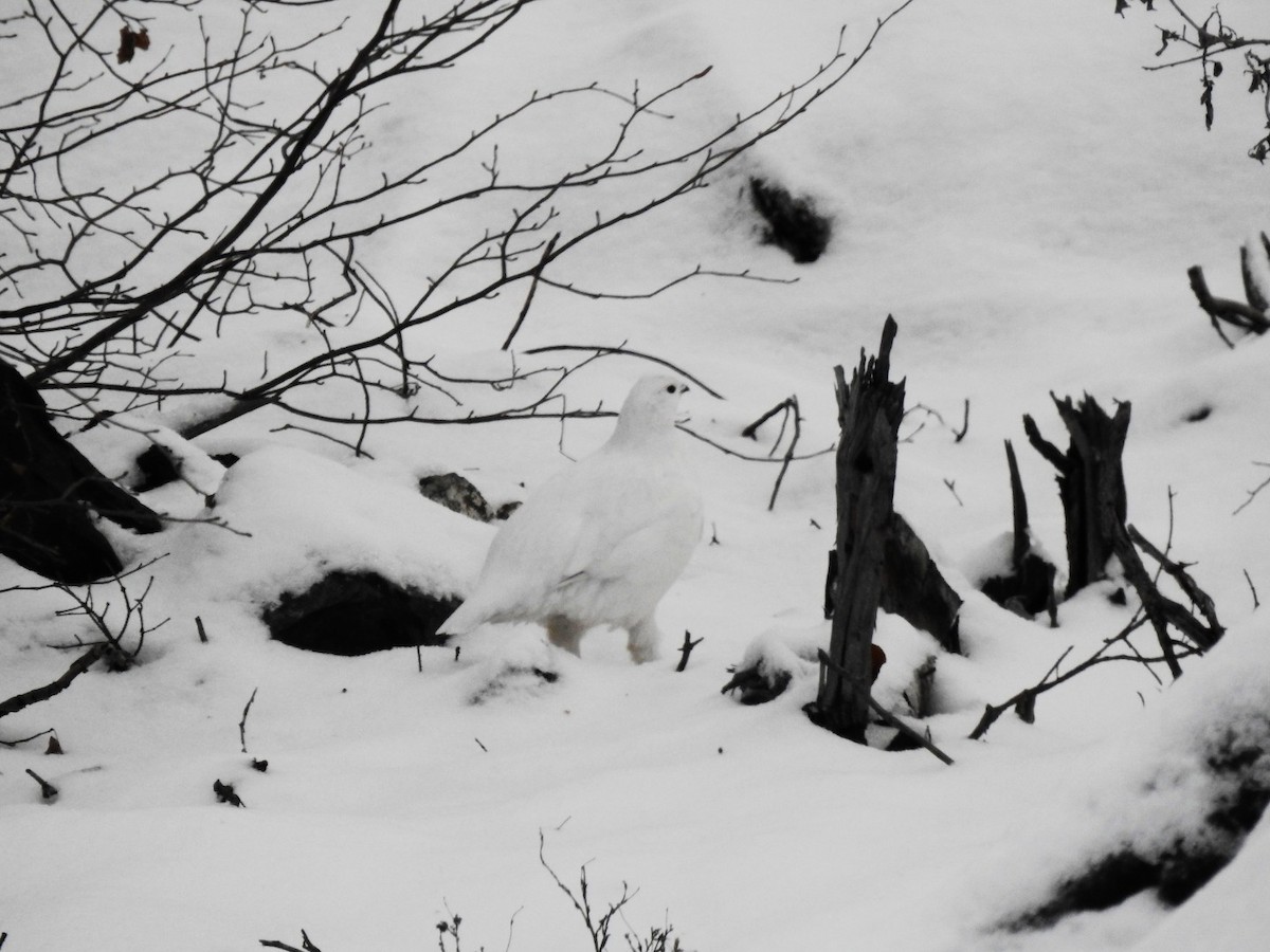 Lagopède des saules - ML645128454