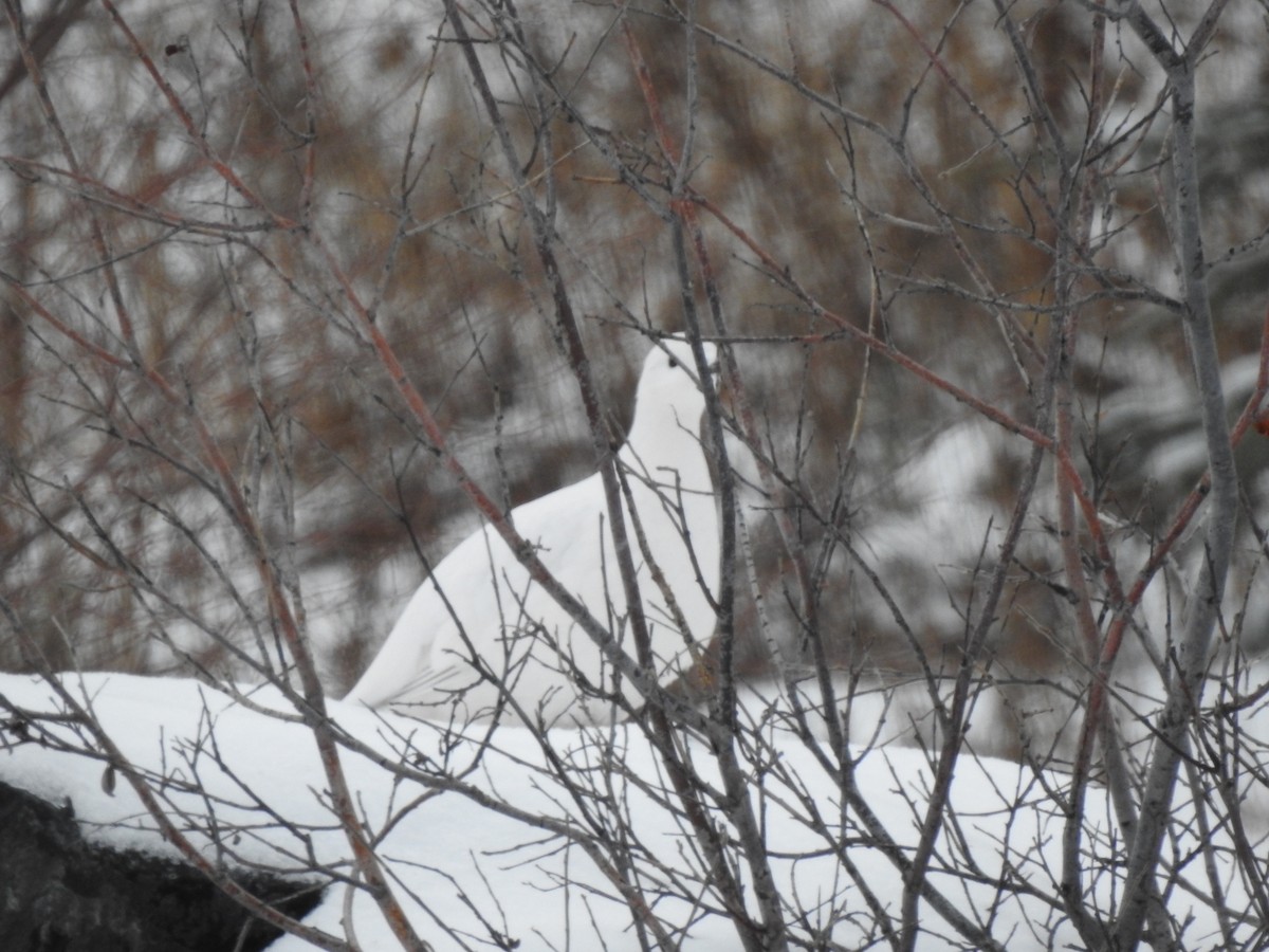 Lagopède des saules - ML645128455