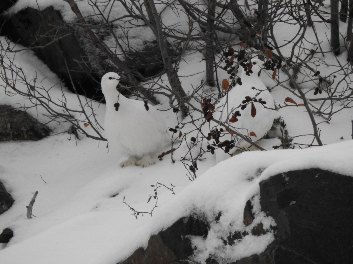 Lagopède des saules - ML645128456