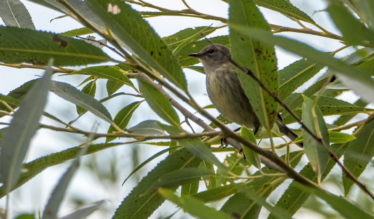 Cape May Warbler - ML645128463
