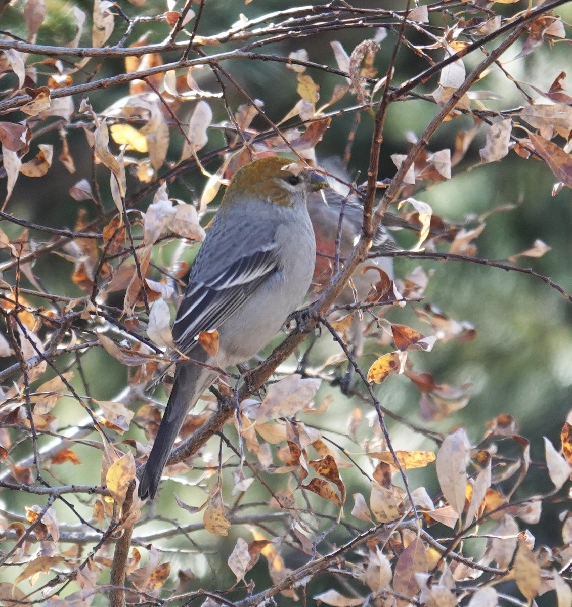 Смеречник тайговий - ML645128469