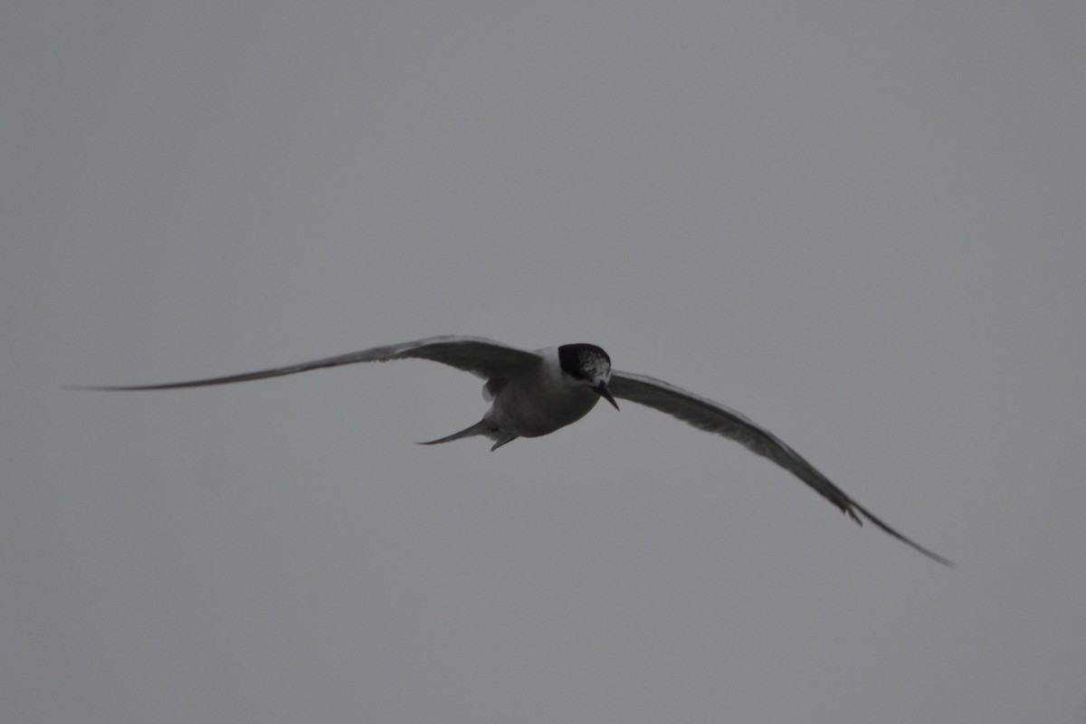 Flussseeschwalbe - ML645128474