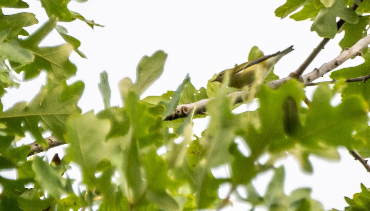 Tennessee Warbler - ML645128484