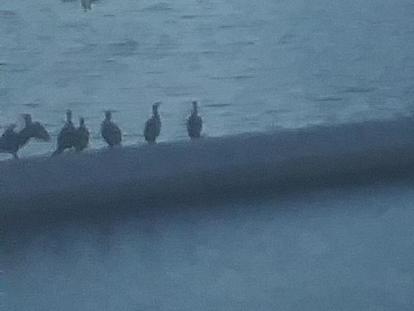 Ohrenscharbe - ML645128498