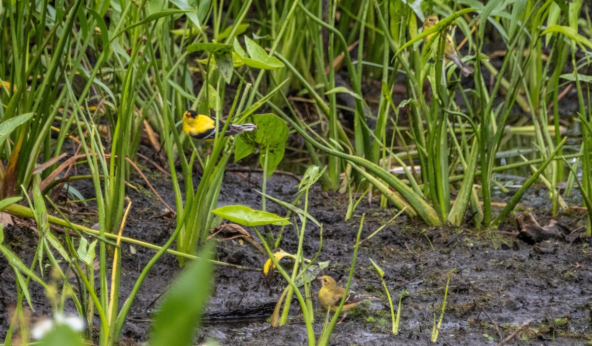 American Goldfinch - ML645128517