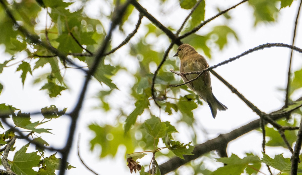 American Goldfinch - ML645128518