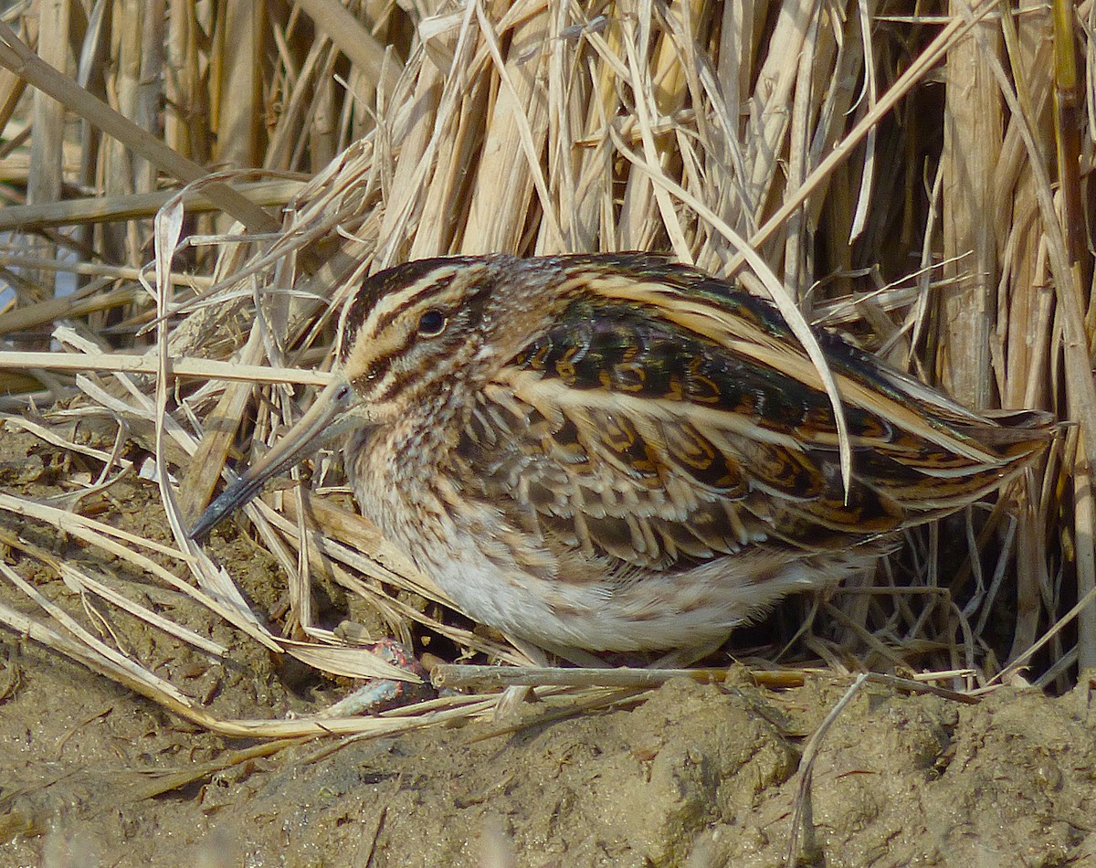 Jack Snipe - ML645128521