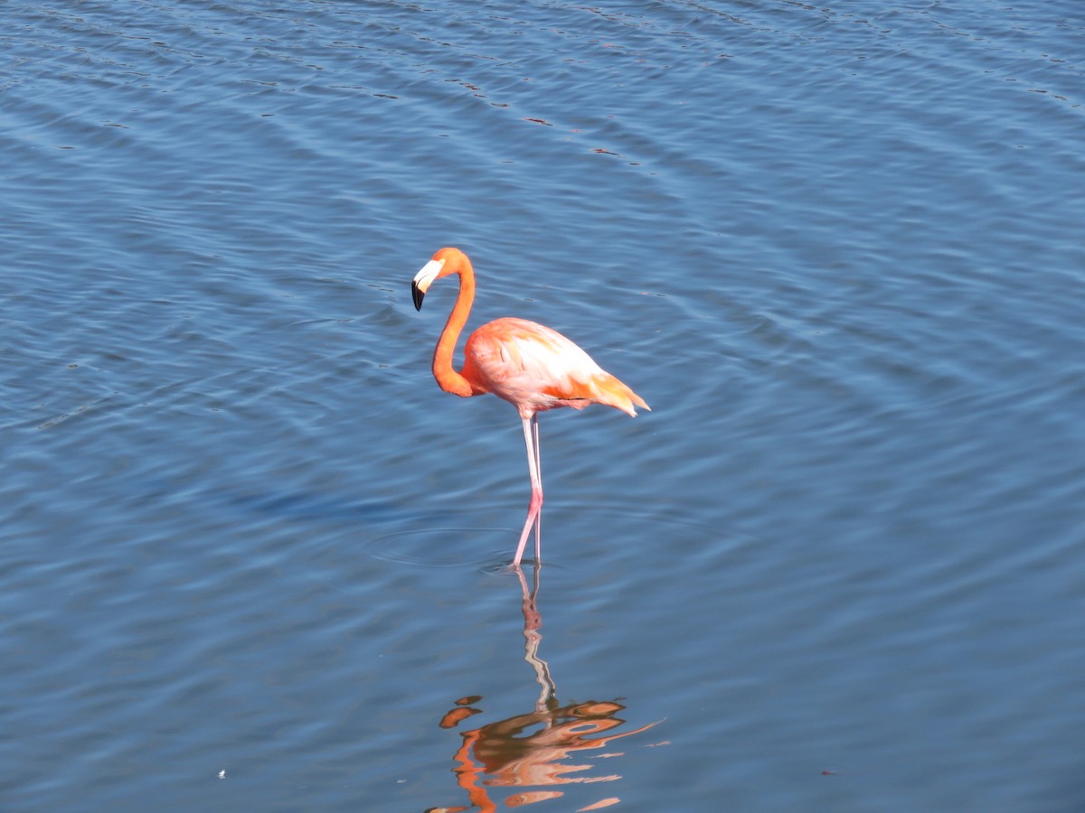 American Flamingo - ML645128527