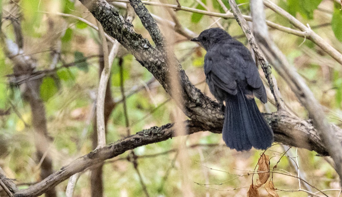 Gray Catbird - ML645128528