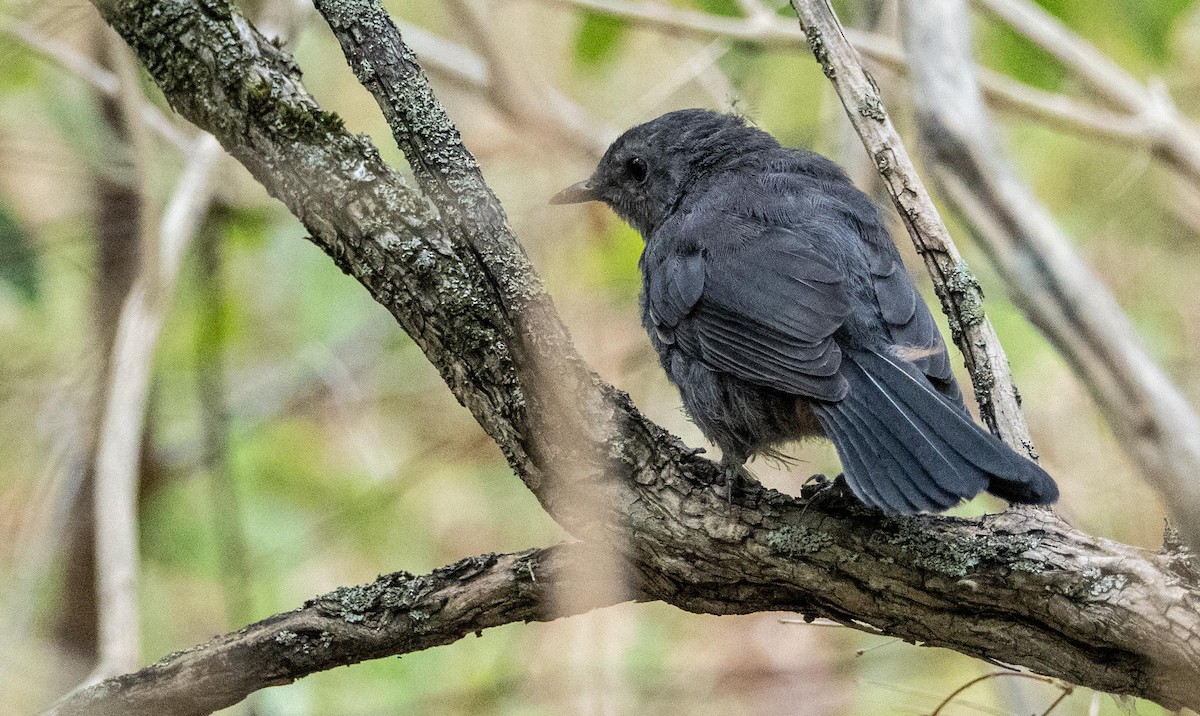 Gray Catbird - ML645128529