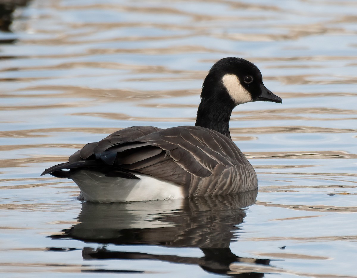 Cackling Goose - ML645128532