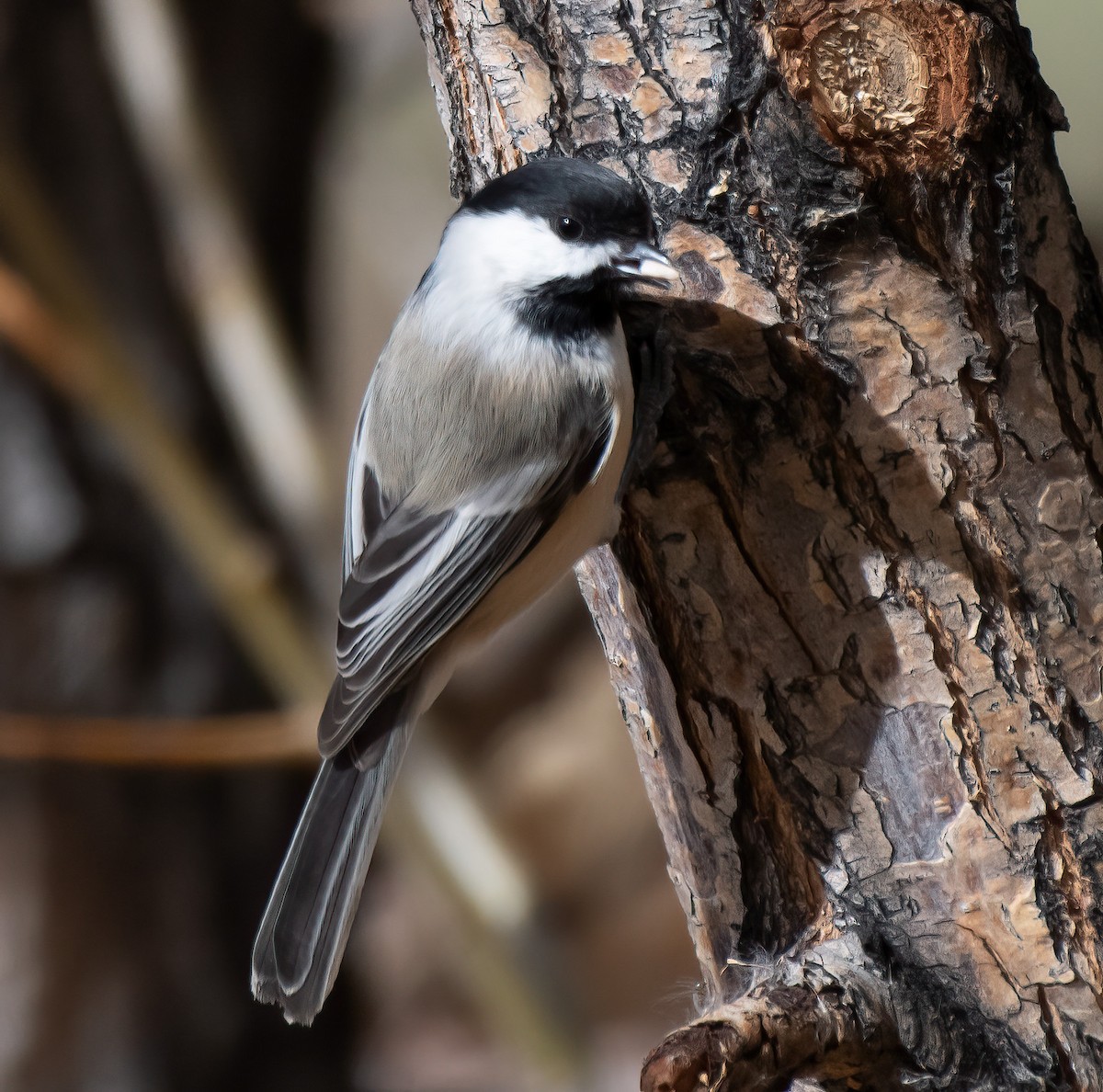 Black-capped Chickadee - ML645128546