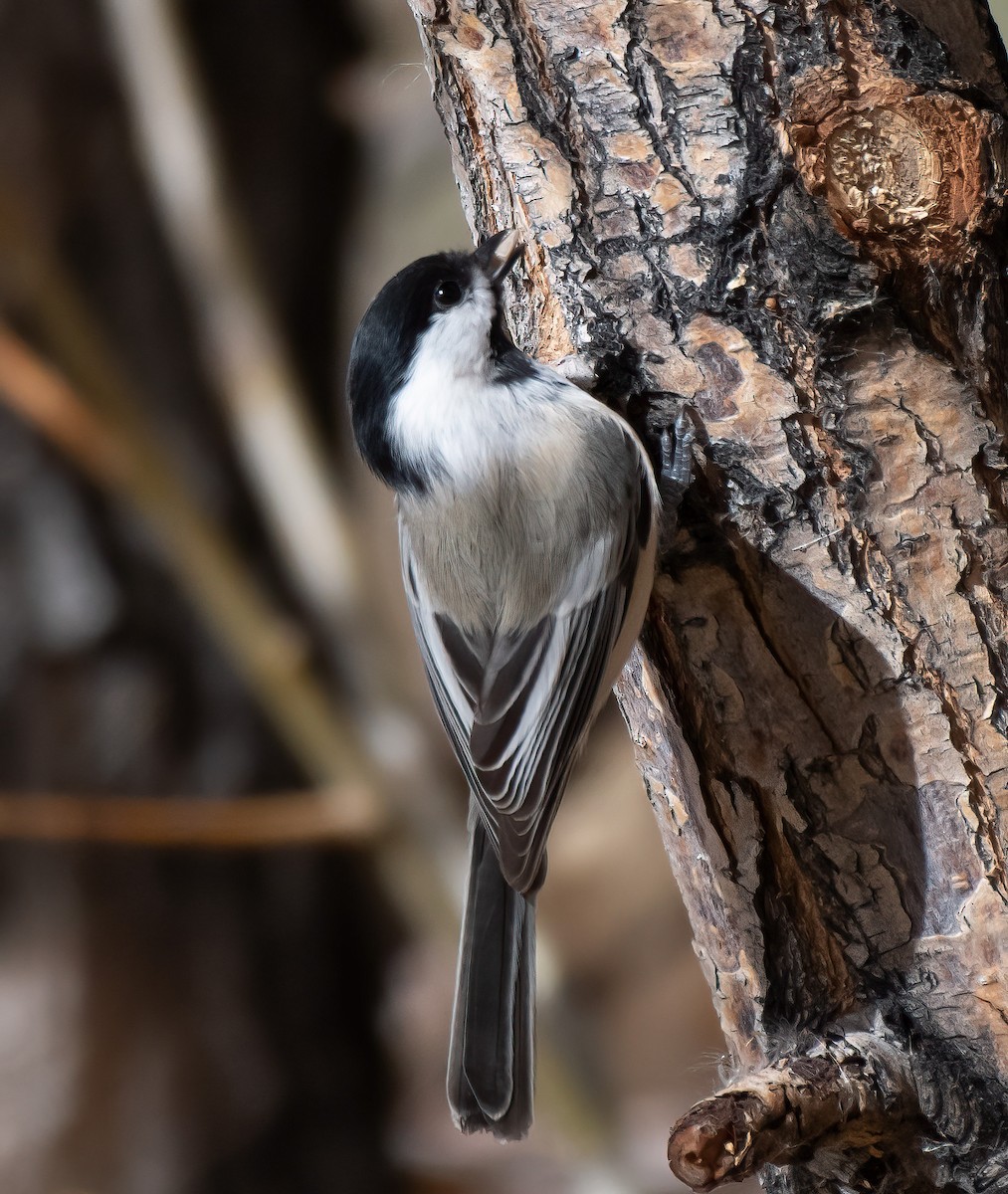Black-capped Chickadee - ML645128548