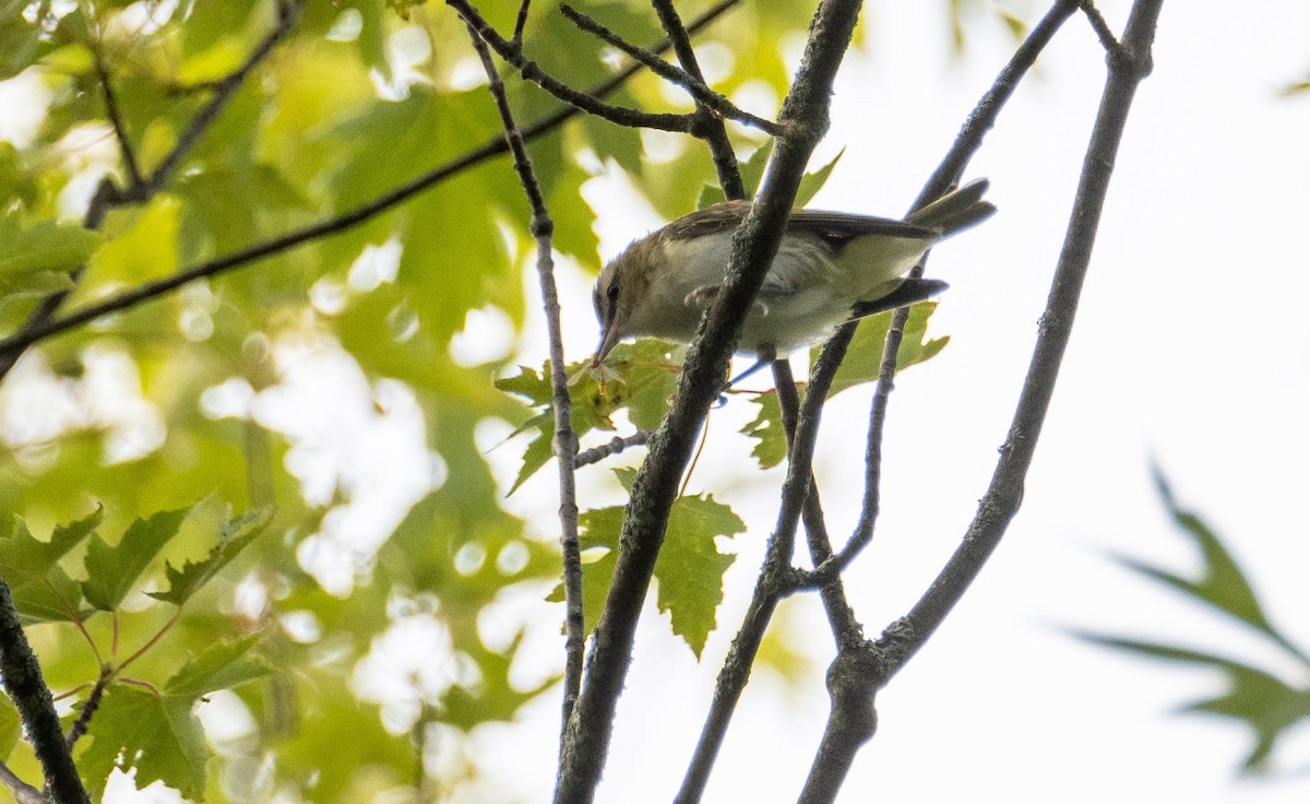 Красноглазый виреон - ML645128550