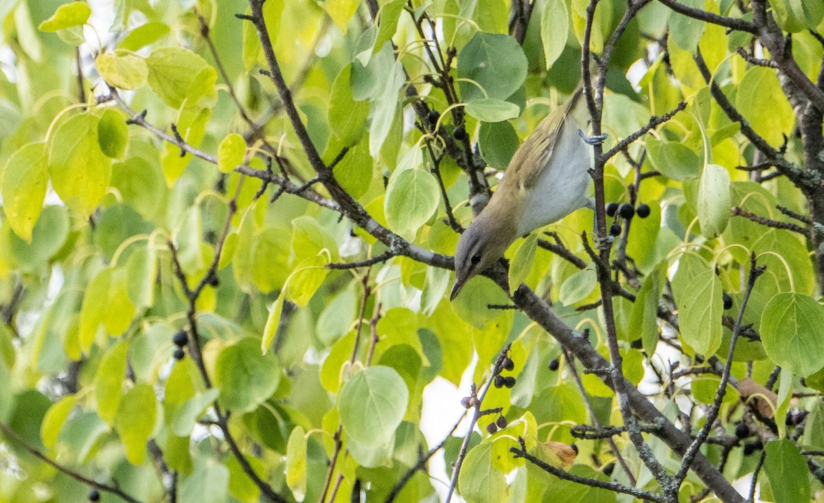 Красноглазый виреон - ML645128551