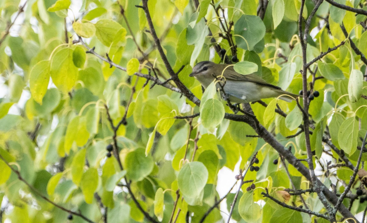 Красноглазый виреон - ML645128552