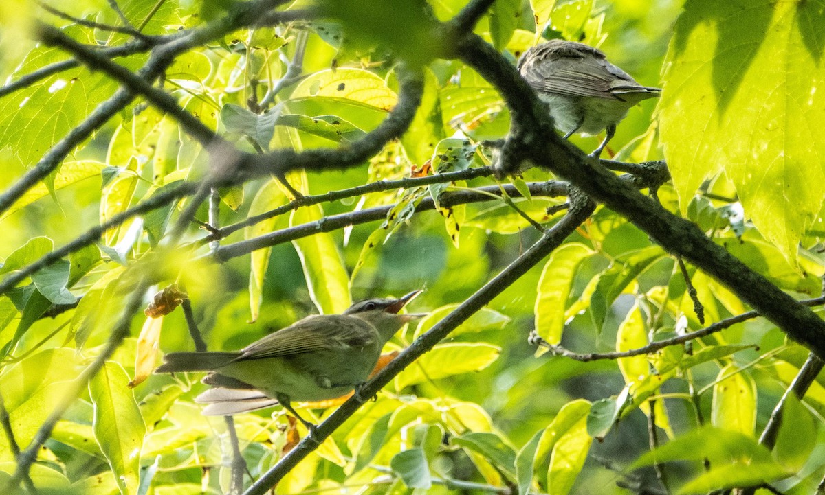 Красноглазый виреон - ML645128553