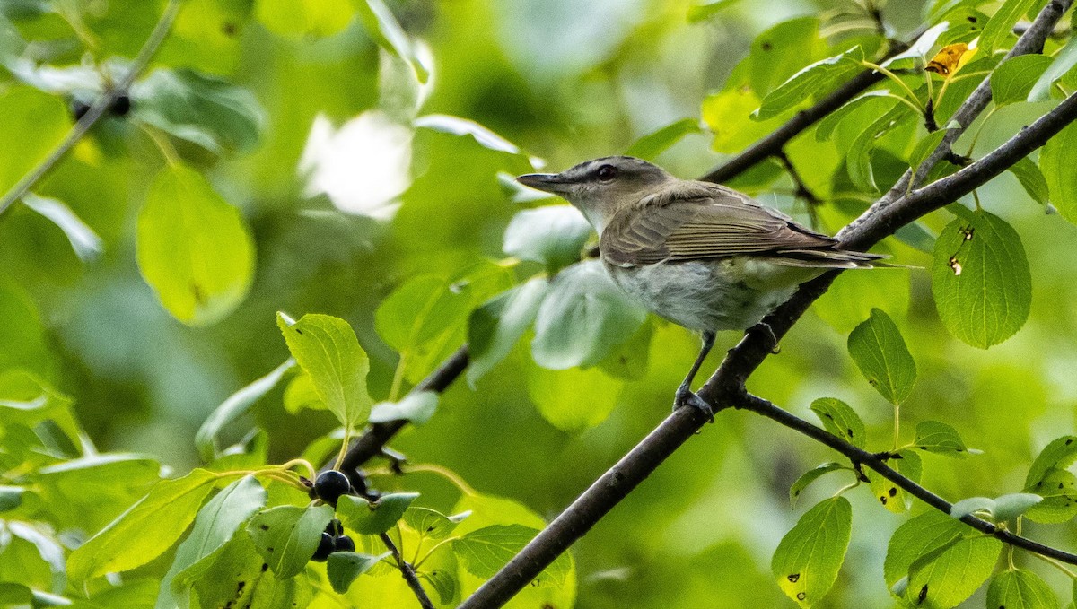 Красноглазый виреон - ML645128554