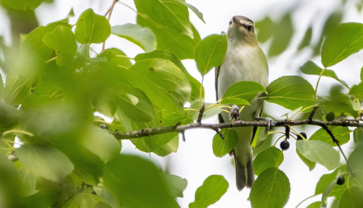 Красноглазый виреон - ML645128555
