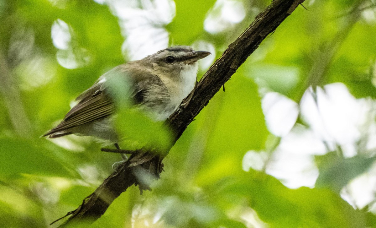 Красноглазый виреон - ML645128556
