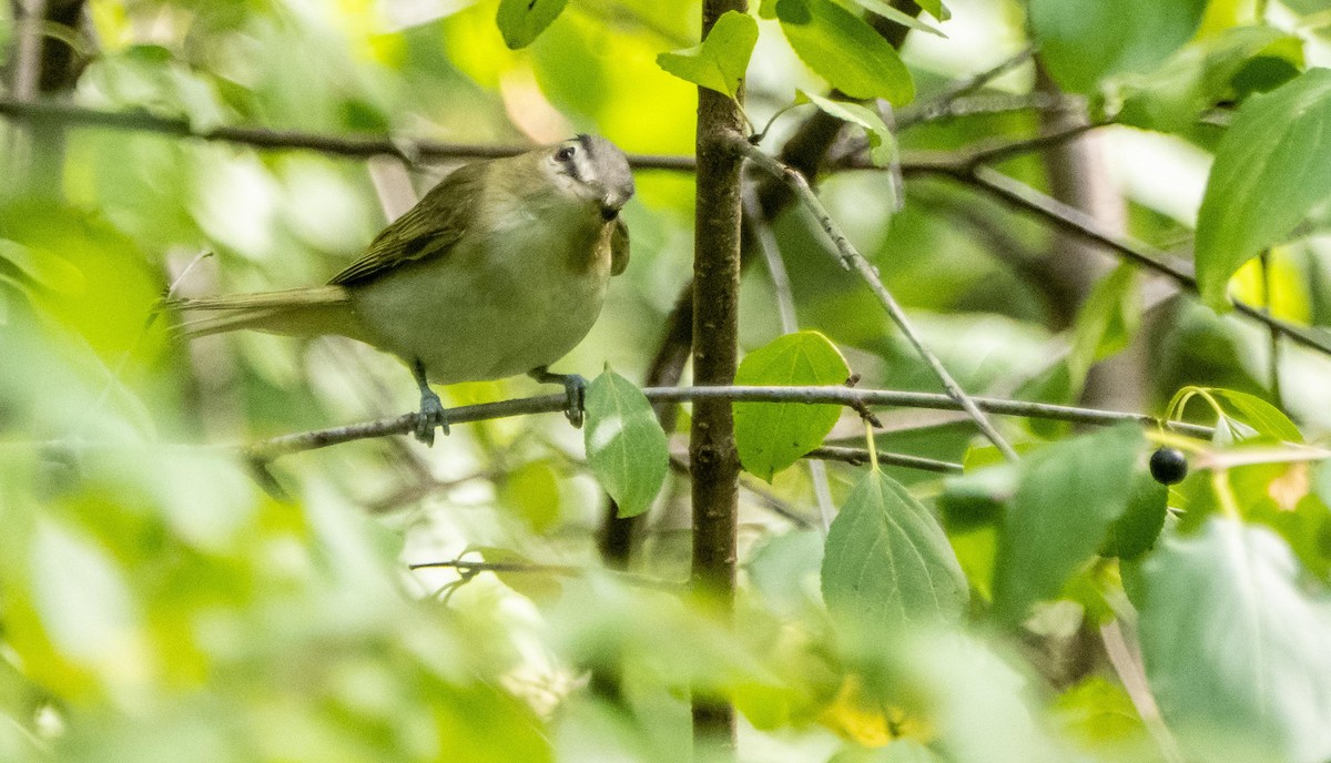 Красноглазый виреон - ML645128557